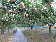 梨の錦光園の写真2