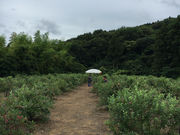 河津見高入谷ブルーベリー観光農園の写真2