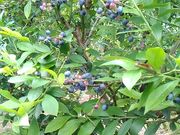 鈴木ブルーベリー園の写真1