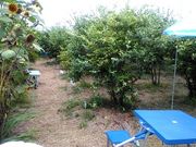 鈴木ブルーベリー園の写真2