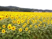 鈴木ブルーベリー園の写真3