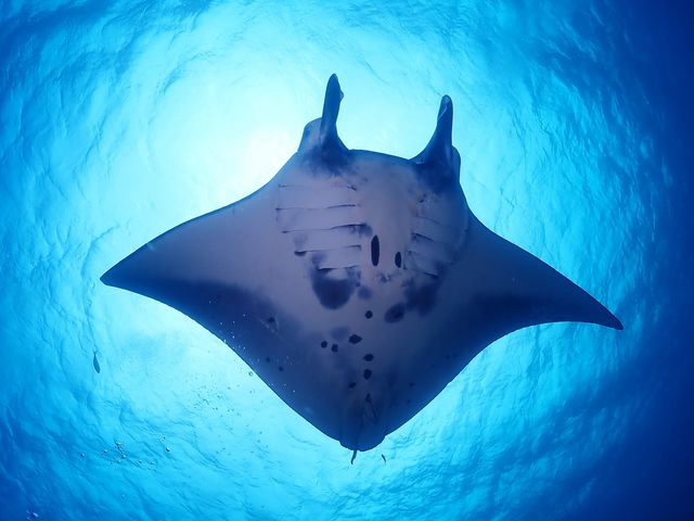 間近に見るマンタは最高です!_石垣島トータルマリン