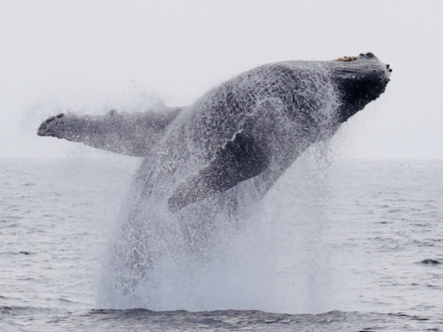 ザトウクジラが見れるよ!_ダイビングチーム潮