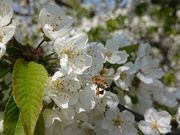 まるよし果樹園の写真4