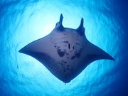 石垣島トータルマリンの写真3