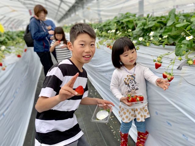 光いちごファーム