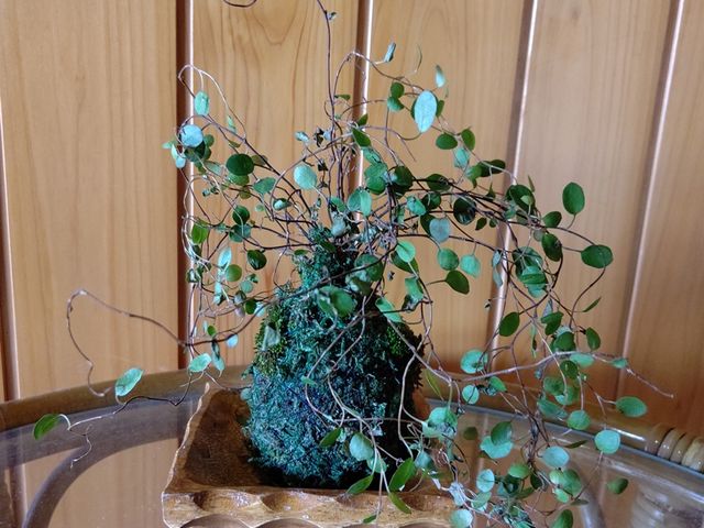 苔玉_ナチュナ 〜Naturallife-nami〜