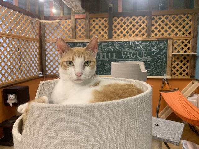 個性豊かな猫たちがおもてなし_保護猫とつながるカフェ&ショップNouvelle Vague