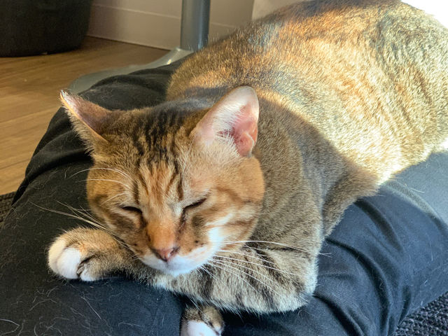 保護猫とつながるカフェ&ショップNouvelle Vague