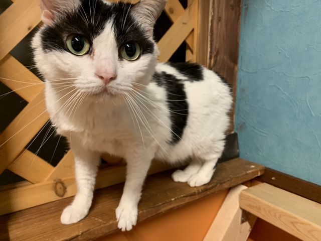 お店一番の不思議っこ_保護猫とつながるカフェ&ショップNouvelle Vague