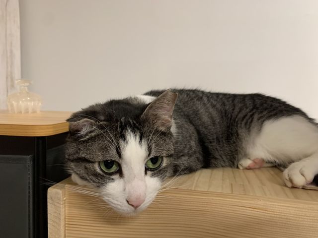 猫たちと一緒にゆるゆるのんびり_保護猫とつながるカフェ&ショップNouvelle Vague