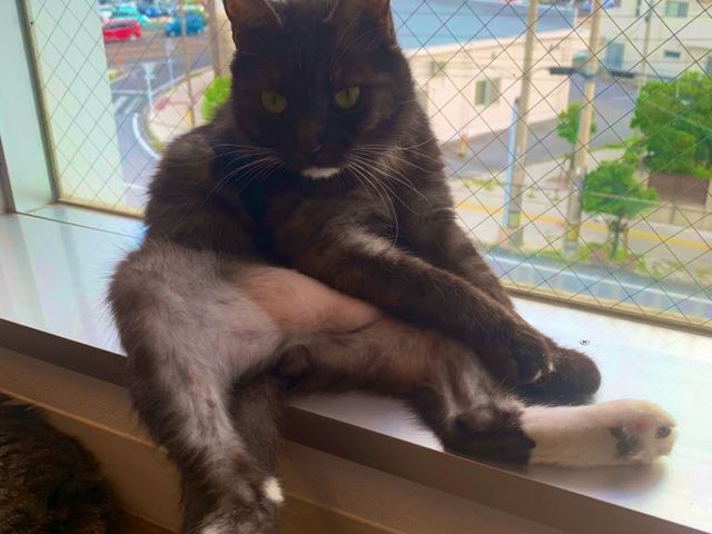 うち一番の個性の塊ソックス_保護猫とつながるカフェ&ショップNouvelle Vague
