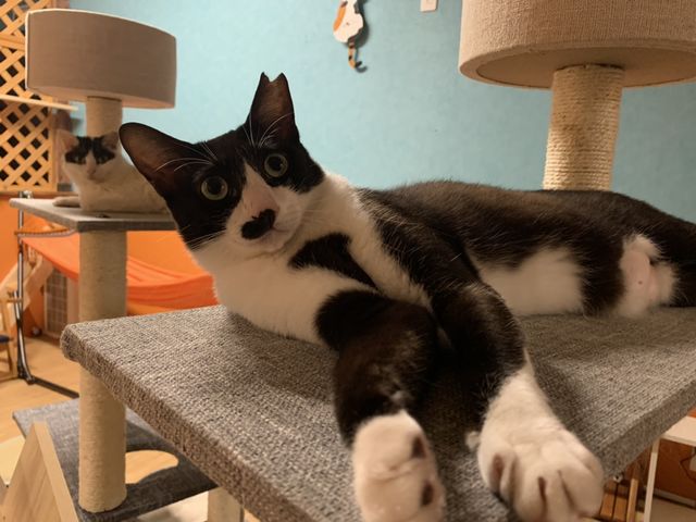 遊び盛りなやんちゃっこるい_保護猫とつながるカフェ&ショップNouvelle Vague