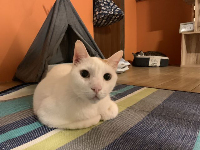 びびりだけど甘えん坊慣れてくれたら嬉しい さくら_保護猫とつながるカフェ&ショップNouvelle Vague