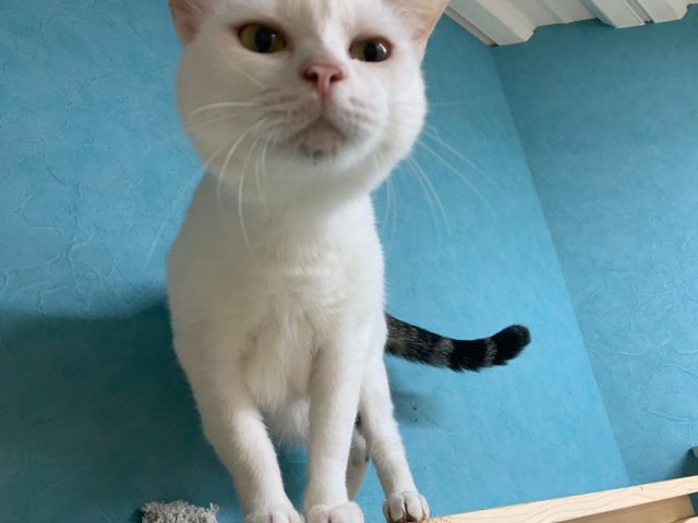 いたずらっ子だけど、びびりなゴマ_保護猫とつながるカフェ&ショップNouvelle Vague