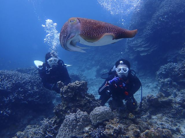 春は産卵シーズン_リライト石垣島ダイビングショップ
