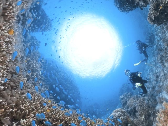 一面サンゴ礁のポイント_リライト石垣島ダイビングショップ