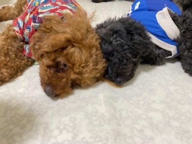 パパと息子_いぬのじかん 青戸店