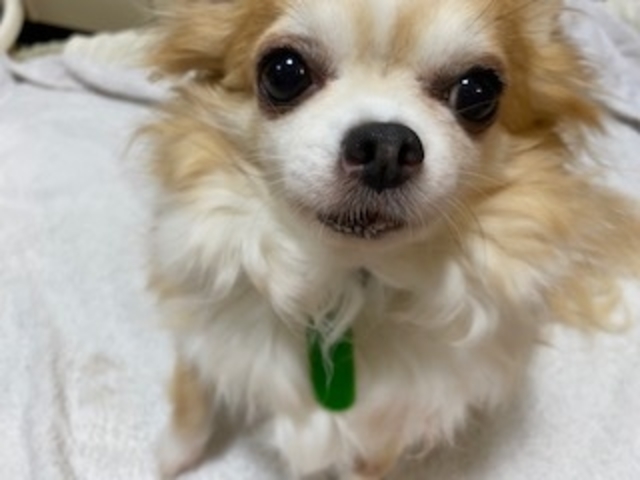 クリクリおめめの凪ちゃん(メタボ)_いぬのじかん 青戸店