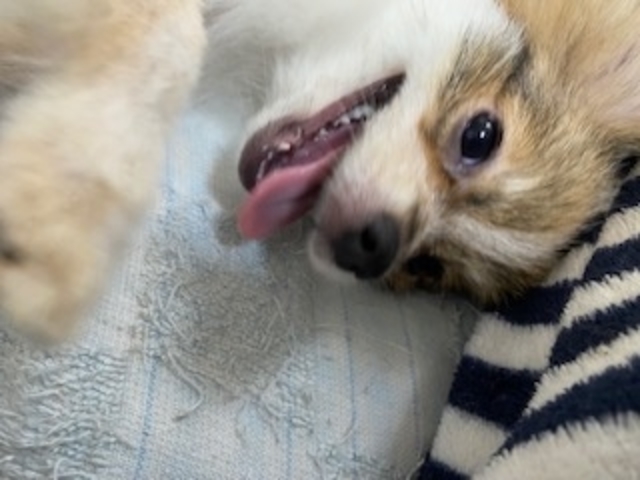 ポメラニアンの子犬が仲間入りしました!_いぬのじかん 青戸店