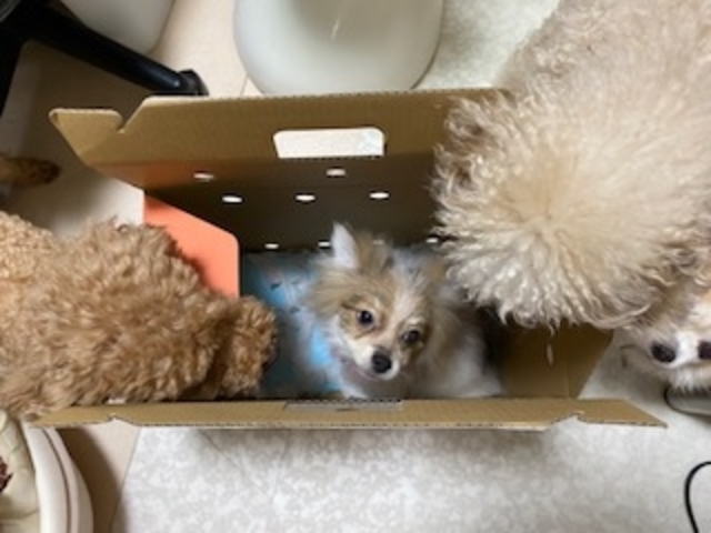 子犬が仲間入りしました_いぬのじかん 青戸店
