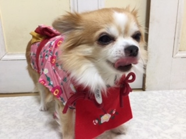 たまにはコスプレします_いぬのじかん 大塚店