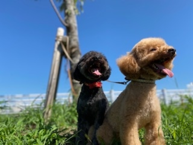 テレビや雑種のモデル犬もしています。オファーお待ちしています!_いぬのじかん 大塚店