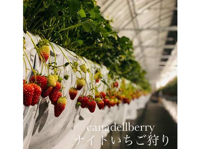 いちごとぶどうの森 canadellberry