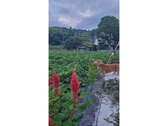 橋本農園