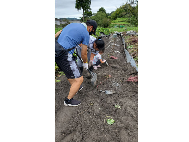 2024.9.22雨のあとで掘りやすいはずですが、芋が長い_橋本農園