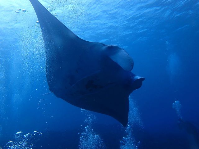 石垣島ツアーにて_ダイビング教室 ライトハウス町田
