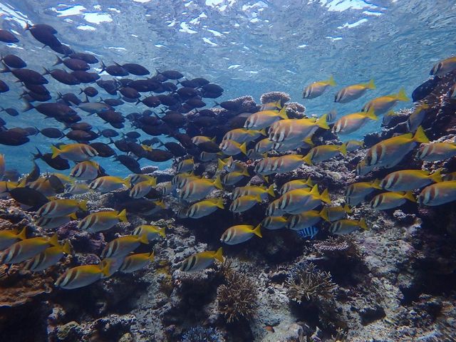 石垣島ツアーにて_ダイビング教室 ライトハウス町田