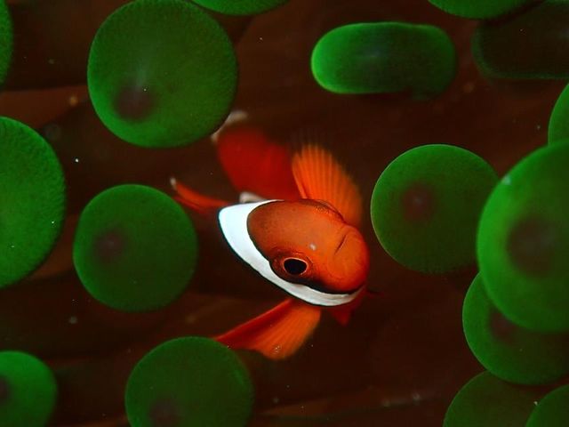 可愛いクマノミの幼魚♪_ダイビング教室 ライトハウス町田