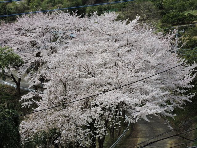 春、自宅の庭から見える桜です。_たちばな園
