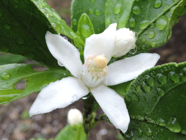 花びらは5枚です_たちばな園