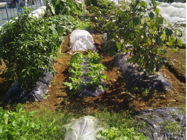 年間利用の家庭菜園を併設しています_でわ村ガルデン 井出農園