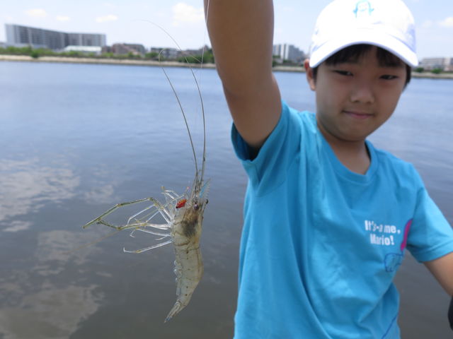手長エビは、お子様でも楽しめて、食べてもGood!_つれドキツアー