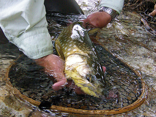 北海道の阿寒湖に遠征してみましょう!アメマスやニジマスが迎えてくれます。_つれドキツアー