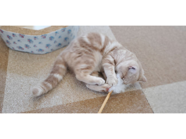 猫ハウス まいけるcafe