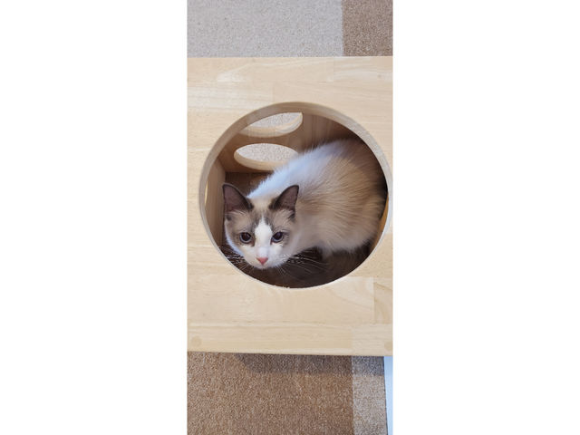 猫ハウス まいけるcafe