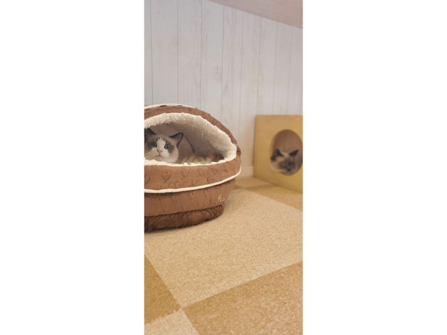猫ハウス まいけるcafe