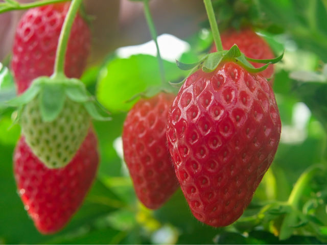 いちごHappyBerry