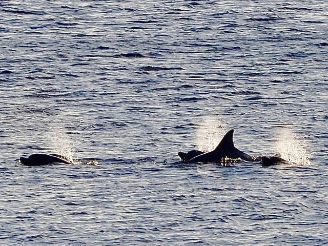 運さえ良ければ野生のイルカに会えるかも?_hilo10