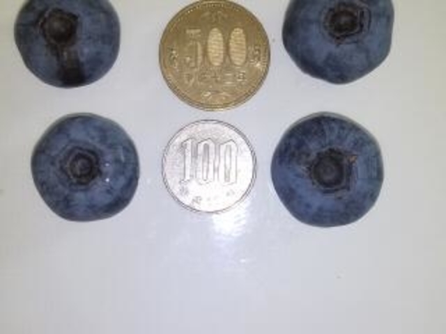品種によってこんな大きな実もあります。_そよ風ベリーハウス