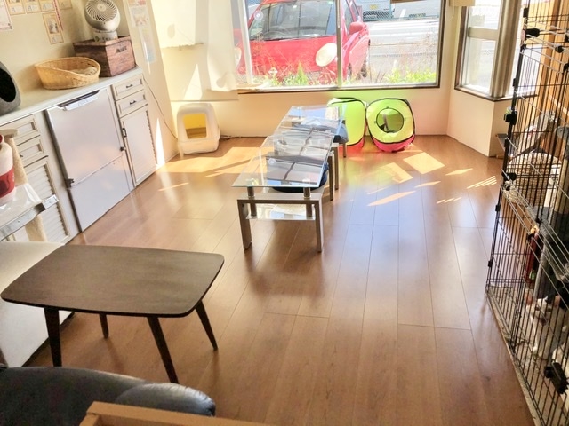 小さなお店ですので猫ちゃんとの距離が近いですよ♪_moff moff