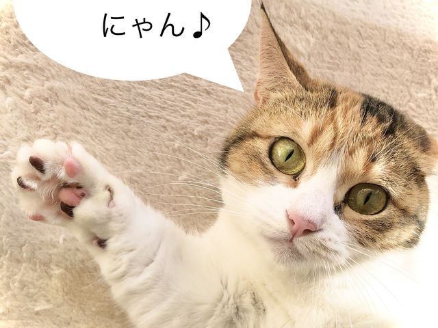 看板猫のすあまさんがお待ちしております♪_moff moff
