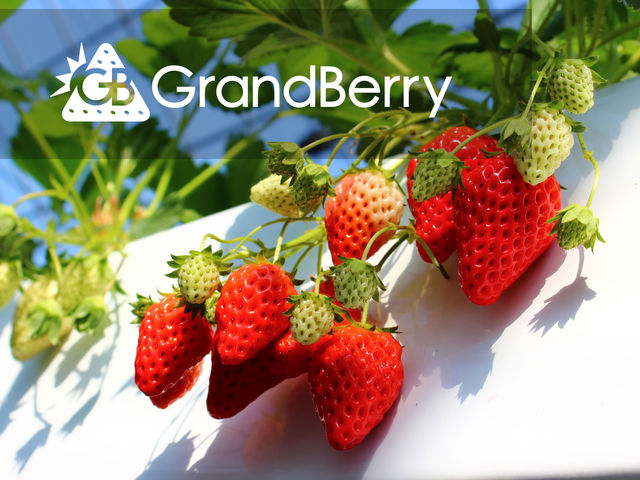 甘くておいしいイチゴ狩りをお楽しみください♪_GrandBerry