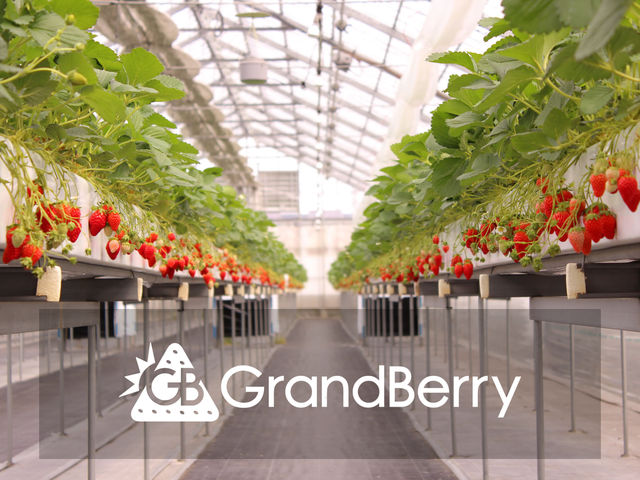 整備された清潔なハウスでいちご狩りをお楽しみください(^^)_GrandBerry