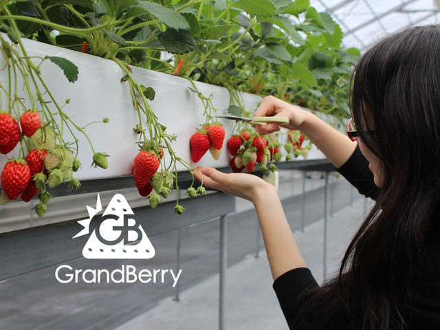 高設栽培なので、どなたもいちご狩りがしやすい環境となっています♪_GrandBerry