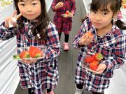 光いちごファームの写真3